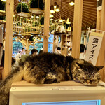 用戶對於猫カフェMOCHA 秋葉原店的評論圖