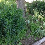 用户对于レストラン ヌップクガーデン的评论图