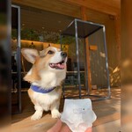 用戶對於DOLCE TACUBO的評論圖