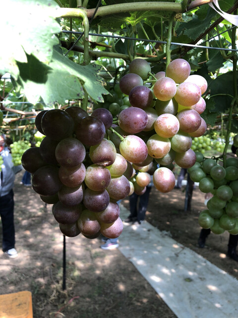 用戶對於さくらんぼ山観光農園的評論高清圖