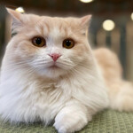 用戶對於猫カフェMOCHA 秋葉原店的評論圖