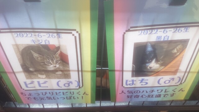 用户对于Cafe&Diningbar With Cat's Lamp的评论高清图