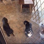 User's review image for 保護犬＆保護猫カフェ 寺田町店