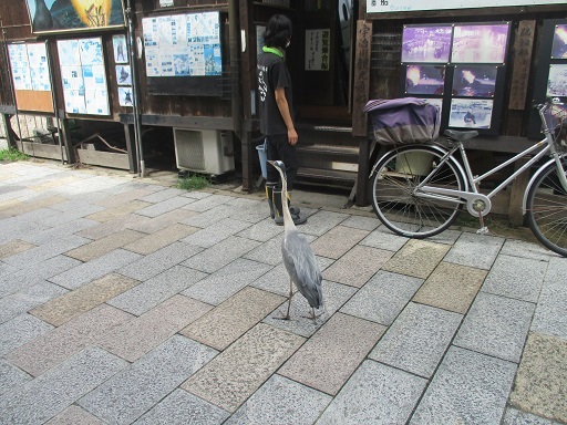 用户对于鮎宗的评论图