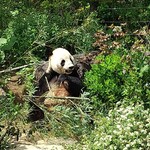 用户对于上野動物園 カフェカメレオン的评论图