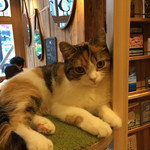 用戶對於猫カフェMOCHA 秋葉原店的評論圖