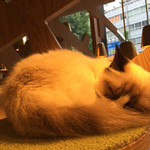 用戶對於猫カフェMOCHA 秋葉原店的評論圖