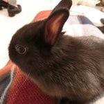 User's review image for ミス・バニー