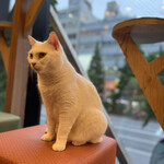 用戶對於猫カフェMOCHA 秋葉原店的評論圖
