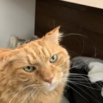 用戶對於泰風佳日的評論圖