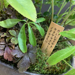 User's review image for たねや茶屋