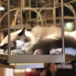 用戶對於猫カフェMOCHA 秋葉原店的評論圖