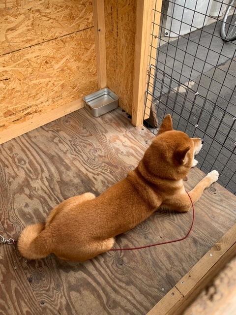 用戶對於犬のやきいも屋さん的評論圖