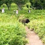 用戶對於知床五湖レストハウス的評論圖