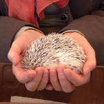 User's review image for ミス・バニー