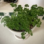 User's review image for 新鮮ひろば かのな