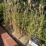 用户对于アカネベーカリー的评论图