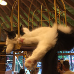 用戶對於猫カフェMOCHA 秋葉原店的評論圖