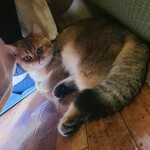 用戶對於猫カフェMOCHA 秋葉原店的評論圖