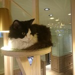 用戶對於猫カフェMOCHA 秋葉原店的評論圖