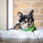 User's review image for 保護犬＆保護猫カフェ 寺田町店