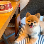 用户对于ドッグデプトカフェ お台場東京ビーチ店的评论图