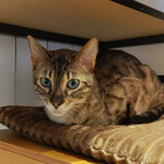 用戶對於泰風佳日的評論圖