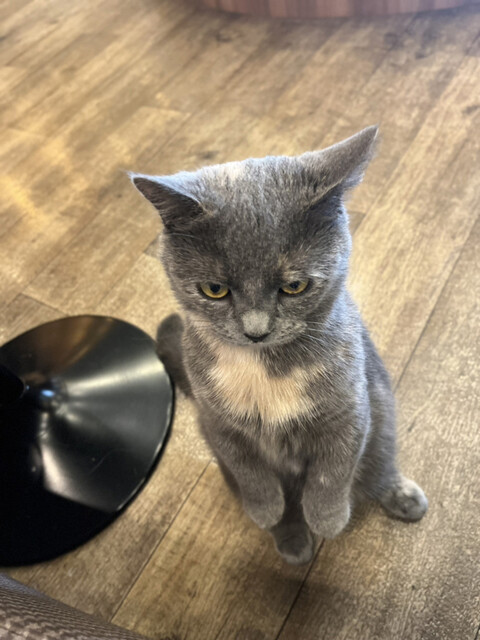 用戶對於猫カフェMOCHA 秋葉原店的評論高清圖
