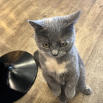 用戶對於猫カフェMOCHA 秋葉原店的評論圖
