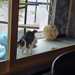 用户对于喫茶 ネコトマメ的评论图