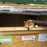 用戶對於犬のやきいも屋さん的評論圖