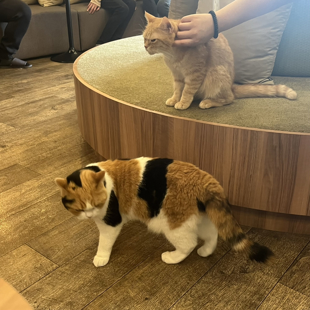 用戶對於猫カフェMOCHA 秋葉原店的評論高清圖