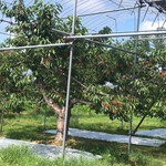 用戶對於さくらんぼ山観光農園的評論圖
