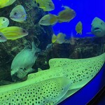 用戶對於釧之助 本店的評論圖