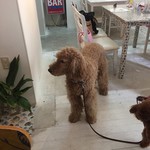 用户对于スタジオクートカフェ的评论图