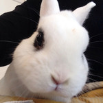 User's review image for ミス・バニー