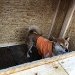 用戶對於犬のやきいも屋さん的評論圖