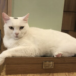 用戶對於猫カフェMOCHA 秋葉原店的評論圖
