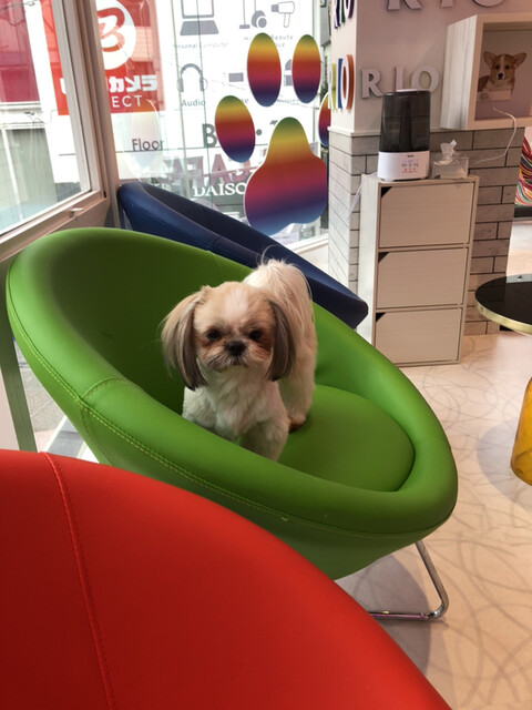 用户对于犬カフェ Rio 原宿竹下通り店的评论高清图