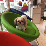 用户对于犬カフェ Rio 原宿竹下通り店的评论图