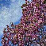 用户对于ターラ的评论图