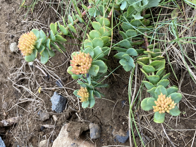 用戶對於島の人 礼文島本店的評論圖
