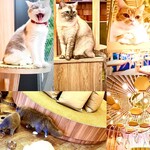 用戶對於猫カフェMOCHA 秋葉原店的評論圖