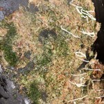 用户对于月島もんじゃ 三九 上野総本店的评论图