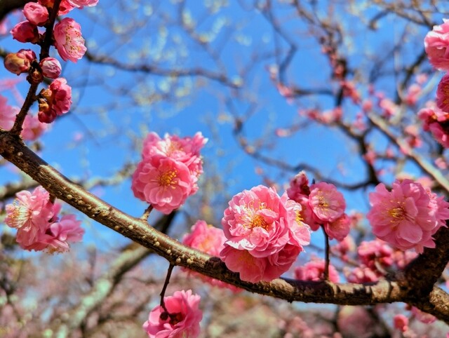 User's recommendation image for 七軒だんご