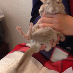 User's review image for ミス・バニー