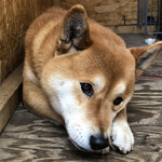 用戶對於犬のやきいも屋さん的評論圖