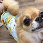 User's review image for 保護犬＆保護猫カフェ 寺田町店