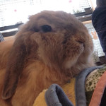 User's review image for ミス・バニー