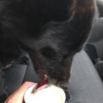 User's review image for 幸せの生ソフト プチラパン